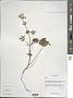 Phlomis sp.