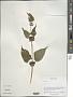 Phlomis sp.