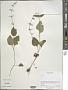 Phlomis sp.
