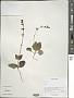 Phlomis sp.
