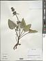 Phlomis sp.
