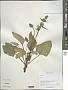 Phlomis sp.