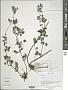 Phlomis sp.