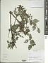 Phlomis sp.