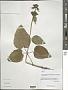 Phlomis sp.