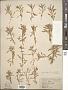 Phlox cuspidata Scheele