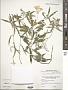 Phlox glaberrima L.