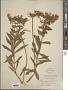 Phlox paniculata L.