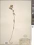 Phlox pilosa L.