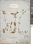Phlox stolonifera Sims