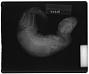 Phocid sp.