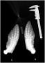Phocoena phocoena (Linnaeus, 1758)