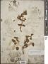Phoradendron tomentosum DC.