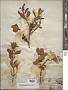 Phoradendron tomentosum subsp. macrophyllum DC.