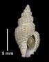 Phos intricatus
