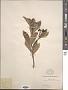 Photinia sp.