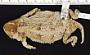 Phrynosoma hernandesi