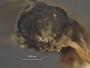 Phthorima sulciclypeus