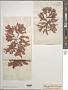 Phycodrys rubens (L.) Batters