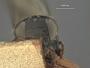 Phygadeuon ater