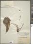 Phyllagathis sp.