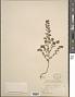 Phyllanthus caroliniensis Walter subsp. caroliniensis