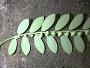 Phyllanthus debilis Klein ex Willd.