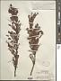 Phyllanthus emblica L.
