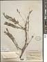 Phyllanthus emblica L.