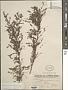 Phyllanthus leptoclados Benth.