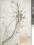 Phyllanthus niruri L.