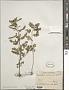 Phyllanthus niruri L.
