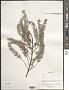 Phyllanthus sp.
