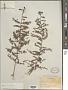 Phyllanthus sp.