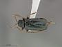 Phyllobrotica leechi