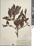 Phyllocladus hypophyllus Hook. f.