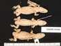 Phyllodactylus pulcher