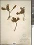 Phyllodoce breweri (A. Gray) A. Heller