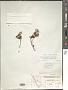 Phyllodoce intermedia (Hook.) Rydb.