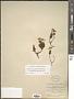Phyllodoce intermedia (Hook.) Rydb.