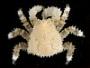 Phyllolithodes papillosus