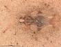 Phyllonotochila debile