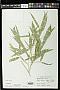 Phyllostachys mannii Gamble