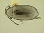 Phyllotreta laticornis