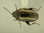 Phyllotreta perspicua