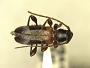 Phymatodes malkini