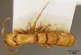 Phyracaces punctatissima
