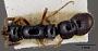 Phyracaces ruficornis