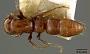 Phyracaces simmonsae