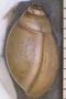 Physa altonensis